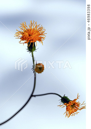 ハンダマの花 ハンダマの花 46983398