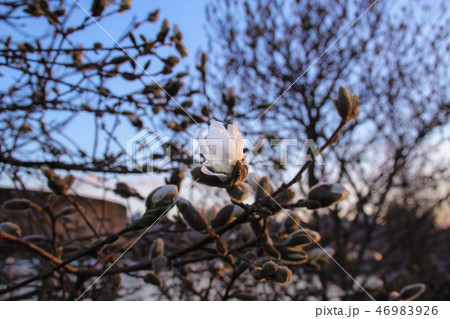 マグノリア 花 春 46983926