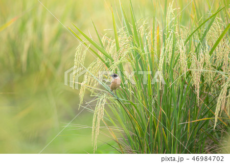 Stejneger's Stonechat (Saxicola stejnegeri) 46984702