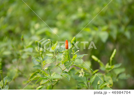 Thai Chilli in garden. 46984704