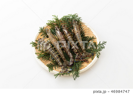 車海老 車海老 46984747