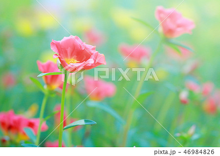 Beautiful Common Purslane 46984826