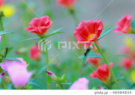 Beautiful Common Purslane 46984834