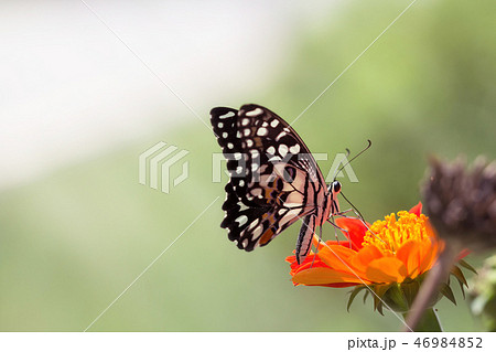 Beautiful butterfly 46984852