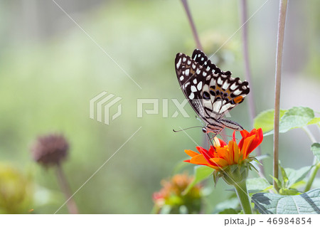 Beautiful butterfly 46984854