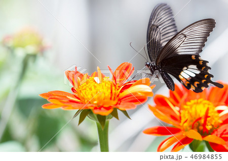 Beautiful butterfly 46984855