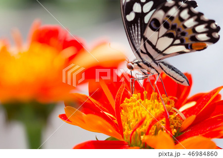 Beautiful butterfly 46984860