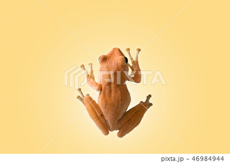 Asian frog isolate on light brown background 46984944