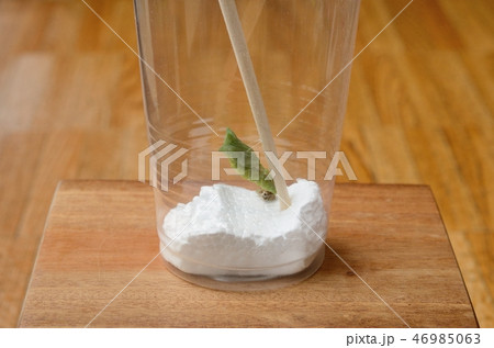 ナミアゲハの蛹（蛹化直後） 46985063