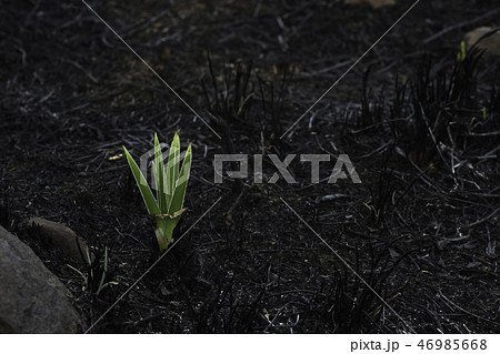 Emerging Star Lily Plant In Burnt Field 46985668