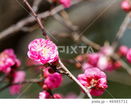 紅梅 紅梅 46985711