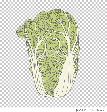 はくさいのイラスト はくさいのイラスト 46986327