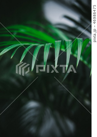Deep dark green palm leaves pattern 46986475