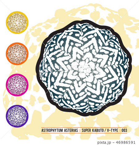 CACTUS08_Astrophytum Asterias 003 46986591