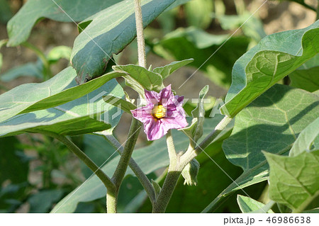 Eggplant flowers in the garden 46986638