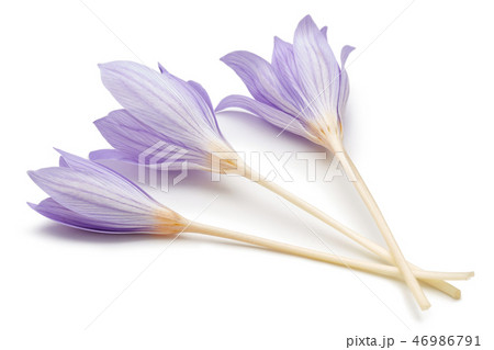 Crocus flowers on white background Crocus flowers on white background 46986791