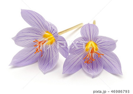 Crocus flowers on white background 46986793