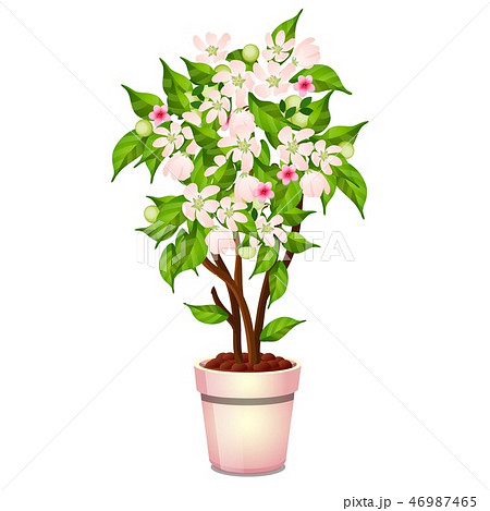Office potted flowering tree isolated on white background. Vector cartoon close-up illustration. Office potted flowering tree isolated on white background. Vector cartoon close-up illustration. 46987465