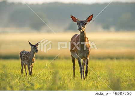 Red deer hind with calf walking at sunset. Red deer hind with calf walking at sunset. 46987550