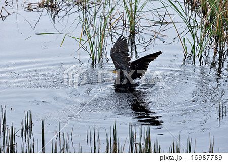 宮古島/湿原の野鳥 宮古島/湿原の野鳥 46987789