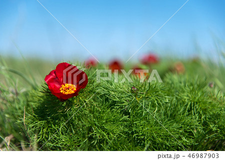 Wild peony thin-leaved (Paeonia tenuifolia) Wild peony thin-leaved (Paeonia tenuifolia) 46987903
