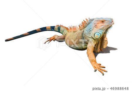 Orange, brown and blue iguana isolated on white Orange, brown and blue iguana isolated on white 46988648