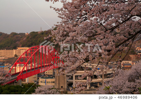 桜 音戸の瀬戸公園の桜 桜 音戸の瀬戸公園の桜 46989406