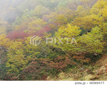 北アルプス小池新道の紅葉 46989477