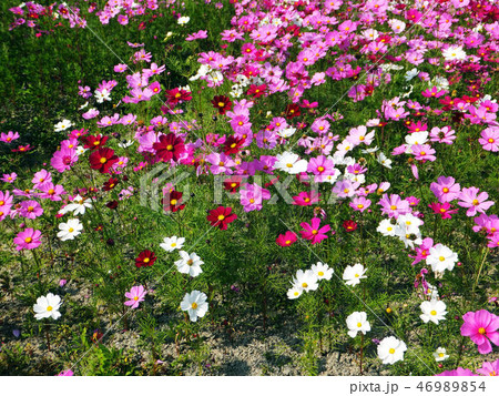 花 フラワー お花 46989854