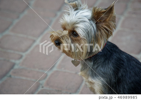 close-up cute yorkshire, terrier puppy. 46989985