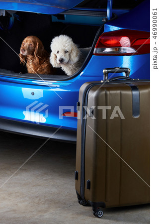 Travelling dogs friends Travelling dogs friends 46990061