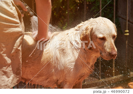 Spraying water from hose on labrador dog 46990072