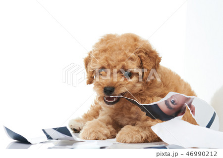 Puppy biting photo print 46990212