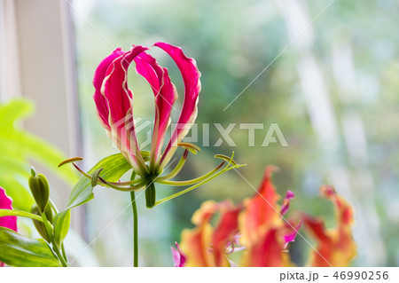 窓辺のグロリオーサ 46990256