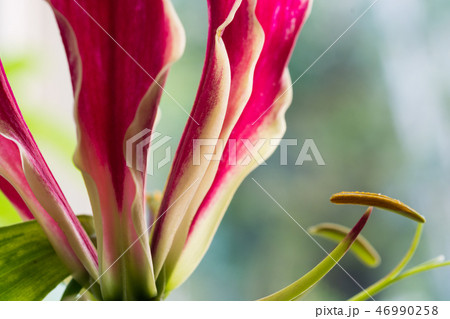 窓辺のグロリオーサ 窓辺のグロリオーサ 46990258