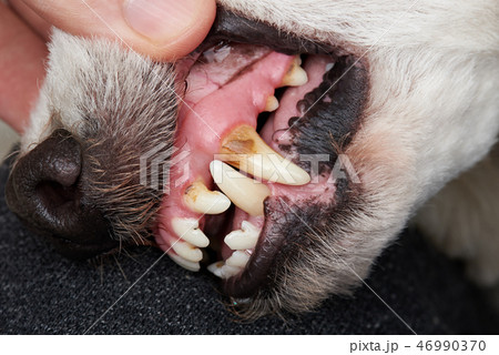 Cleaning dog teeth service Cleaning dog teeth service 46990370