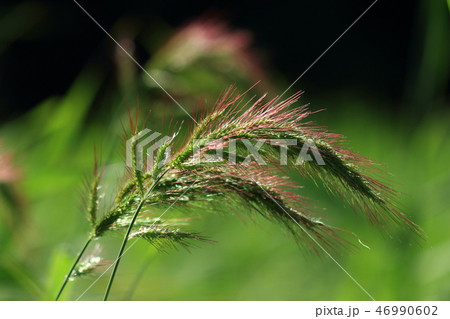 自然　植物　ケイヌビエ、イヌビエの変種。畔などに群生するので強害雑草にされています 46990602