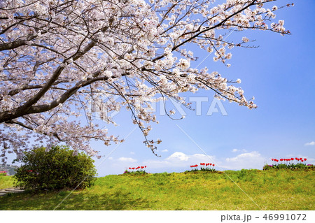 富士山と満開の桜、静岡県富士市かりがね堤にて 46991072