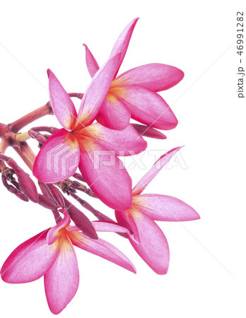 leelawadee flowers leelawadee flowers 46991282