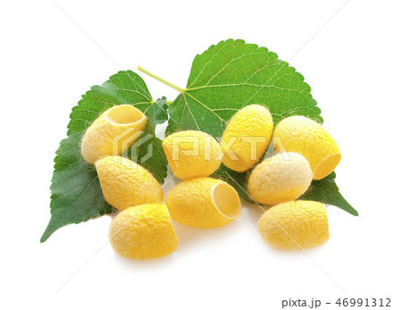 yellow thai silkworm cocoons pile isolated yellow thai silkworm cocoons pile isolated 46991312