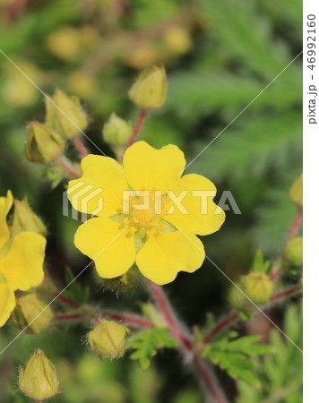 カワラサイコの花 46992160