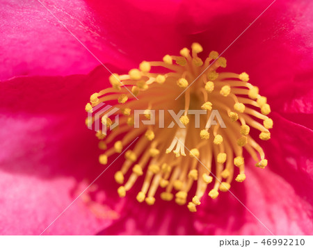 サザンカの花 46992210