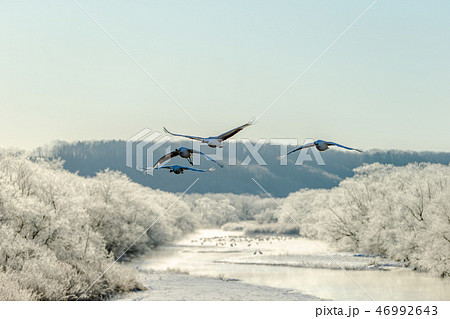 タンチョウ　優雅に飛ぶ　青空飛翔　鶴居村　音羽橋 46992643