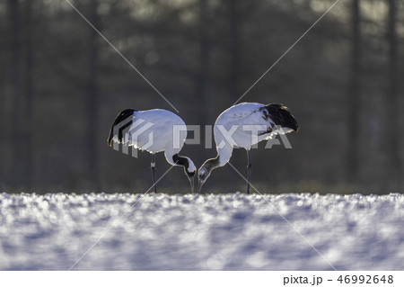 タンチョウ　親子の愛　子育て　鶴居村 46992648