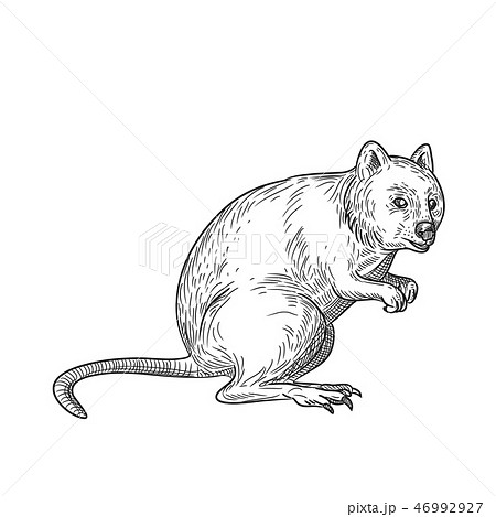 Quokka Drawing Black and White Quokka Drawing Black and White 46992927