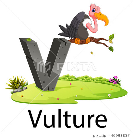 zoo animal alphabet V for Vulture  46993857