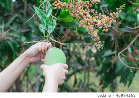 fresh thai mangoes in garden with blue sky 46994265