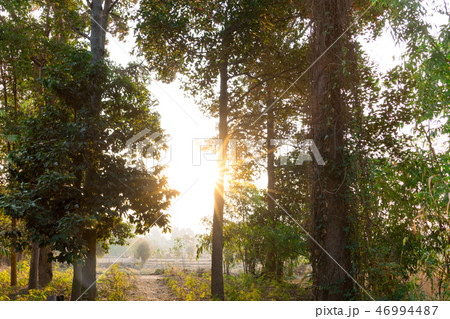 morning sunrise on the field of Thailand rural 46994487