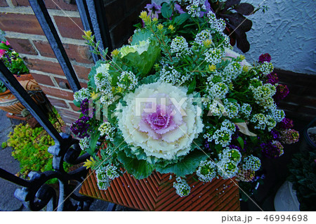 花　接写　クローズアップ 46994698