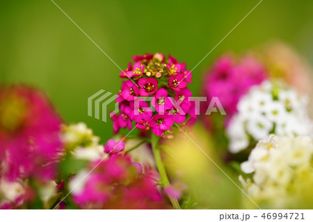 花 接写 クローズアップ 花 接写 クローズアップ 46994721